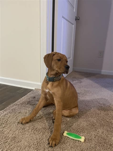 Rhodesian Ridgeback Lab Mix