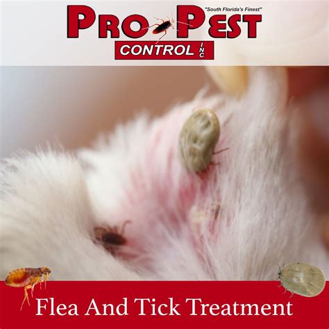 Pro Pest Control, Inc. on LinkedIn: 🚨🐶Save Your Fury Friends from Fleas & Ticks🐶🚨 South Florida ...