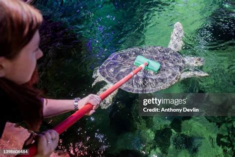 Image result for Cleaning Turtle Shell
