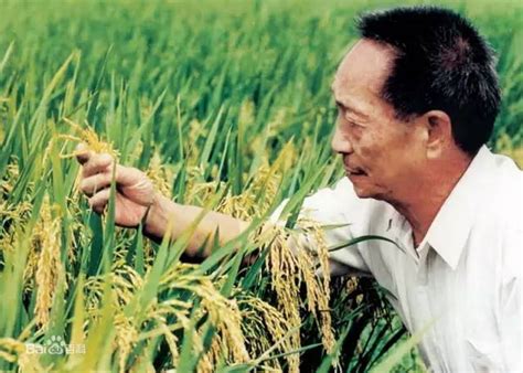年增产300亿公斤，袁隆平研究的海水稻什么来头？_腾讯新闻