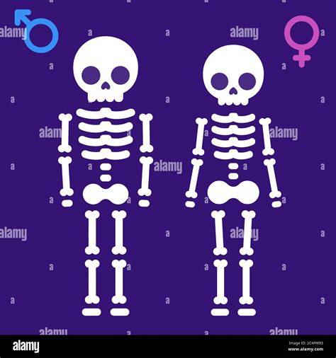 Simple cartoon male and female skeletons with gender symbols. Man and woman x-ray vector ...