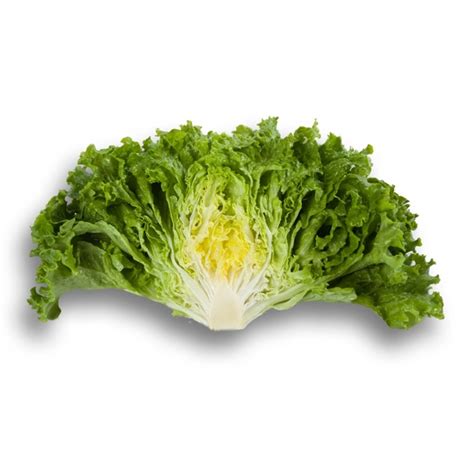 Lettuce Seeds | Batavia | STARFIGHTER RZ | Rijk Zwaan India