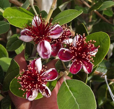 Pineapple Guava / Acca sellowiana Edible Flowers Pineapple Guava ...