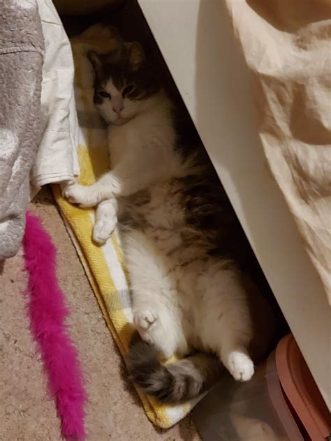 He's got some strange sleeping positions xD : r/cuddleroll