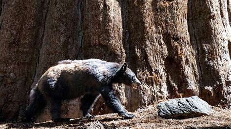 Rare black bear attack leaves Arkansas man, 72, seriously injured