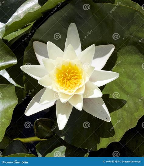 Water lily Spanish garden stock image. Image of water - 107553335
