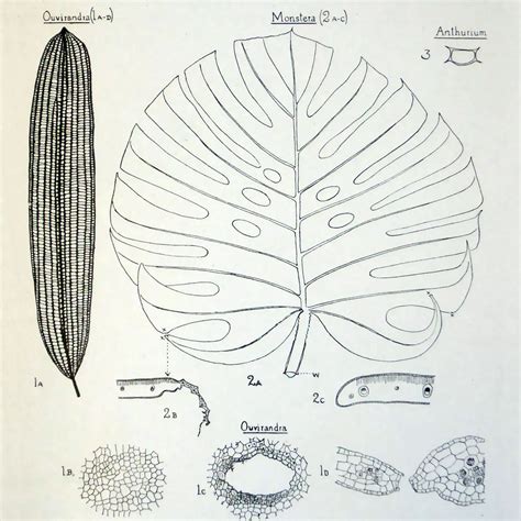 Agnes Arber: celebrating a pioneering female scientist | Kew