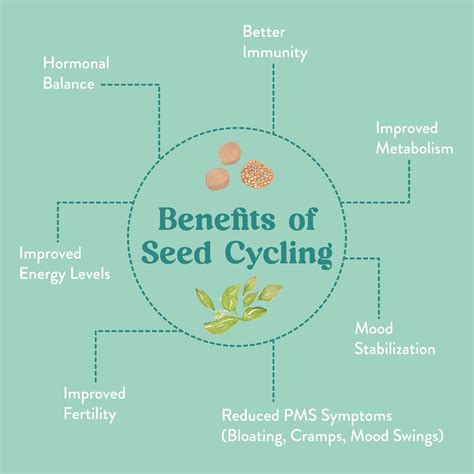 SEED CYCLING BLEND - with gentle Chamomile – Samāh - Nature's Superfoods