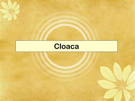 SOLUTION: Development of urinary bladder anatomy of urinary bladder relations superior surface ...