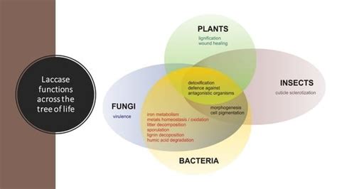 Laccase Properties, Physiological Functions, and Evolution