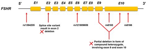 Pharmacogenomic Biomarkers of Follicle-Stimulating Hormone Receptor ...