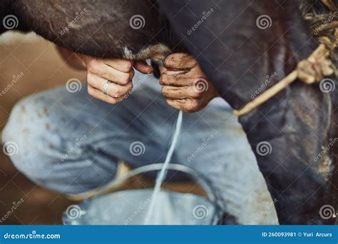 He Knows the Technique of How To Milk a Cow. an Unrecognizable Male ...