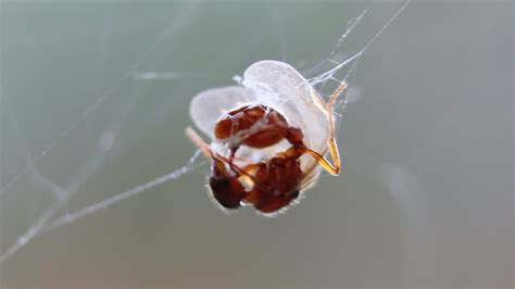 Image result for Spider Web Fly