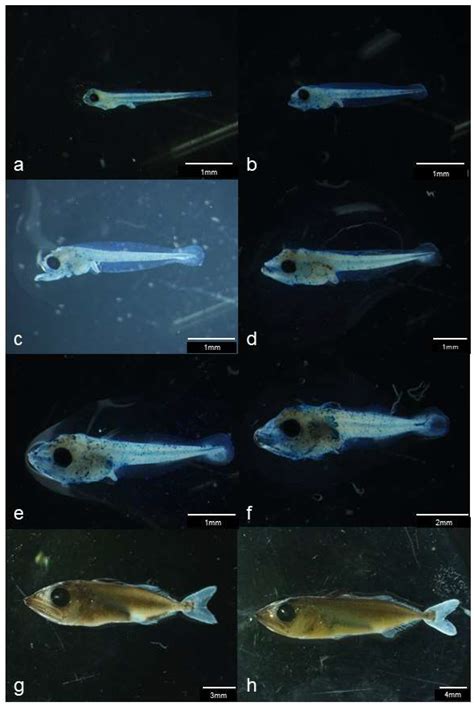 Effects of Feeding Newly Hatched Larvae on the Growth, Survival, and ...
