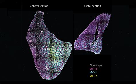 Image result for What Is Muscle Architecture Force Generation
