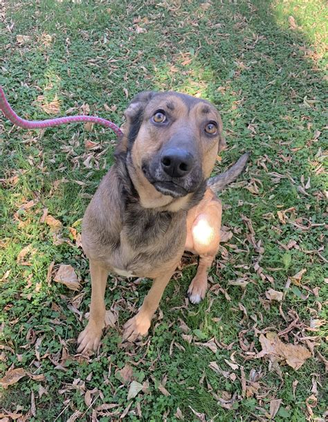 Massena Humane Society | Adopt Don't Shop