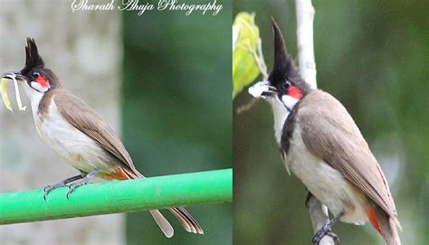 Indian Institute of Science Bangalore