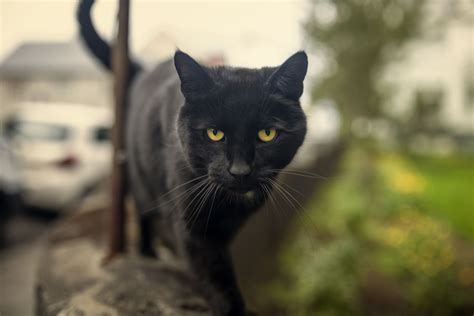 Bombay Cat — Full Profile, History, and Care