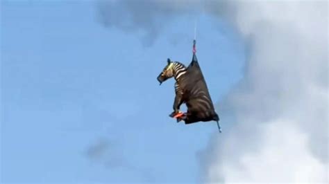 Who is Ed, the pet zebra airlifted back home after a whole week