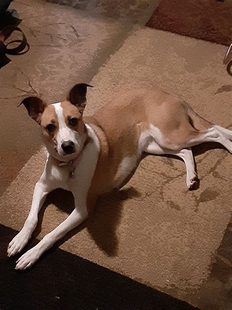 The Decker Rat Terrier