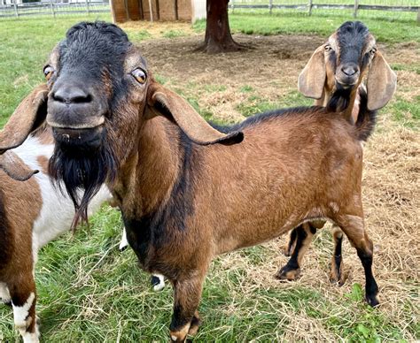 Mini-Nubians Available — Cardinal Farms