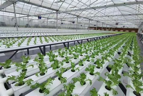 Build a NFT Hydroponic System Using 50Mm PVC 的图像结果