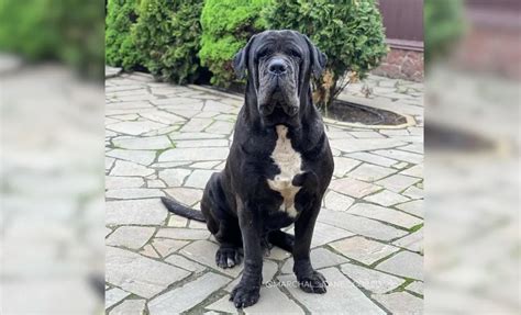 Cane Corso Mastiff 的图像结果