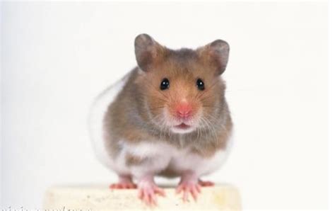 这种小老鼠是什么品种呢？_百度知道