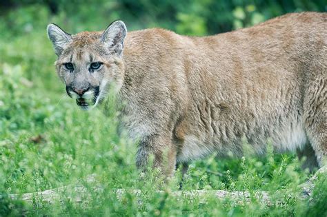 Discover 6 Animals That Lurk Atop Pennsylvania’s Tallest Mountain ...