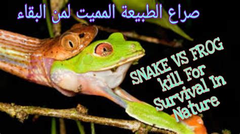 Image result for Python vs Frog