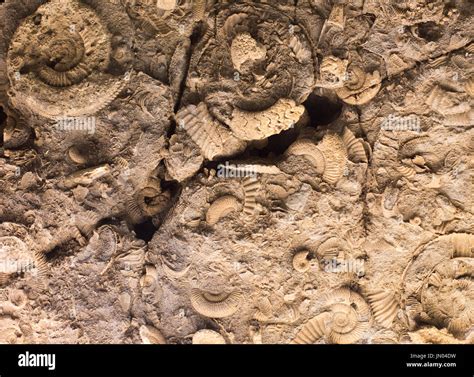 Extinct 的图像结果