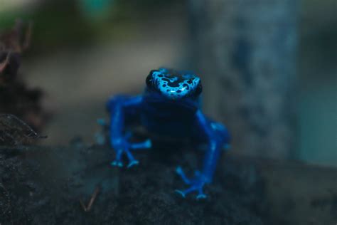 Blue poison dart frog