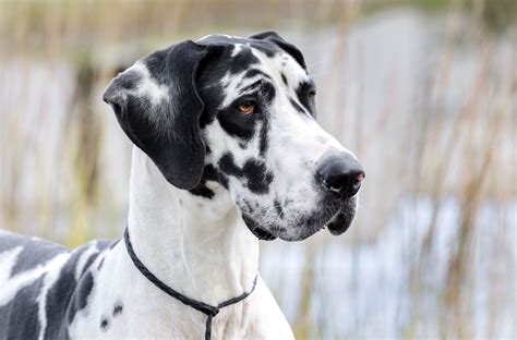 At What Age Are Great Danes Fully Grown
