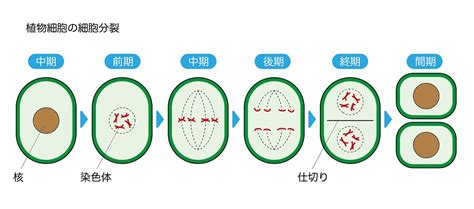 Image result for Example of Inductive Lesson