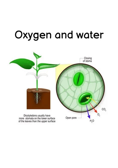 Nutrition in Plants Video Lecture - Science Class 7