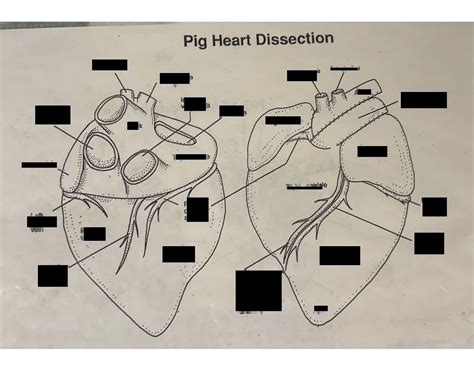 Pig Heart Dissection Quiz