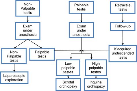 What Is A Undescended Testicle Operation at Julian Mcneil blog