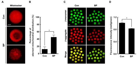 Butylparaben Is Toxic to Porcine Oocyte Maturation and Subsequent ...
