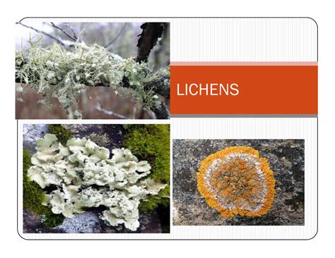 Lichens - Foliose LichensFoliose Lichens flat shaped, broad, smooth and ...