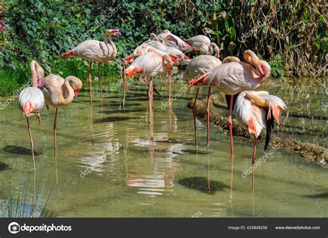 White Chilean Flamingos Shallow Water — Stock Photo © Wirestock #425848256