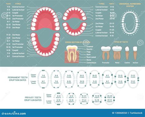 Tooth Anatomy Chart. Orthodontist Human Teeth Loss Diagram, Dental ...