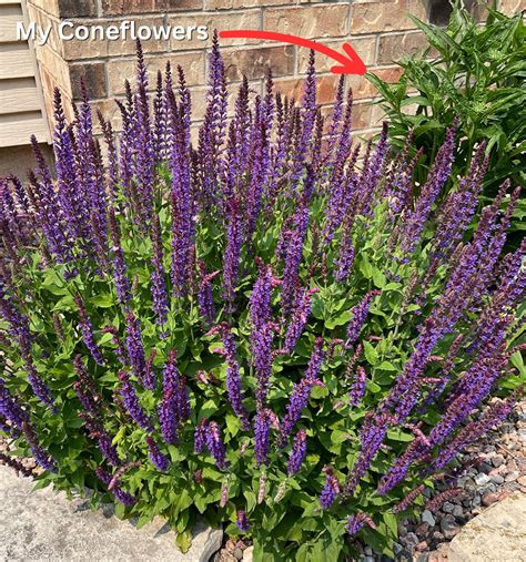 10 Amazing Coneflower Companion Plants [Echinacea Garden] | Pepper's ...