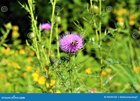 National Flower of Scotland Stock Photo - Image of landscape, closeup ...