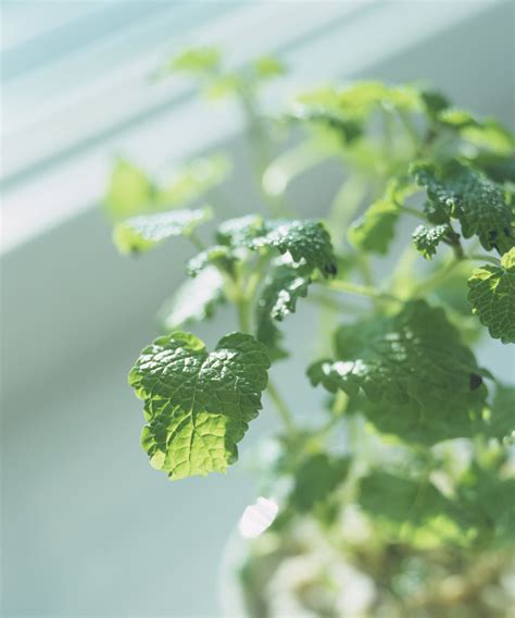 Can you grow lemon balm indoors? expert tips for success | Homes and Gardens