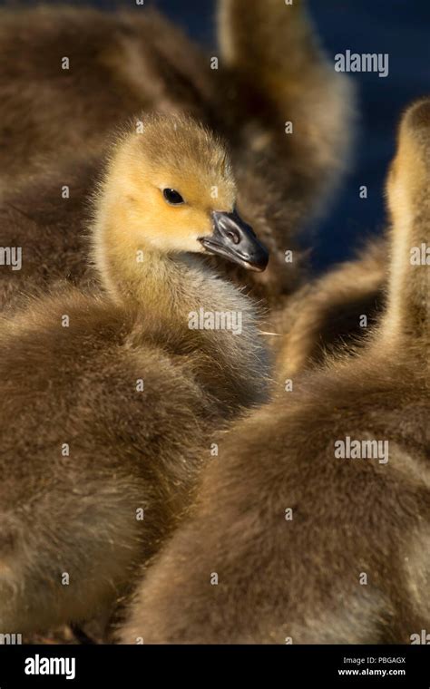 Canada goose chick hi-res stock photography and images - Alamy