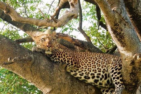 ISBA AFRICAN SAFARIS (2026) All You Need to Know BEFORE You Go (w ...