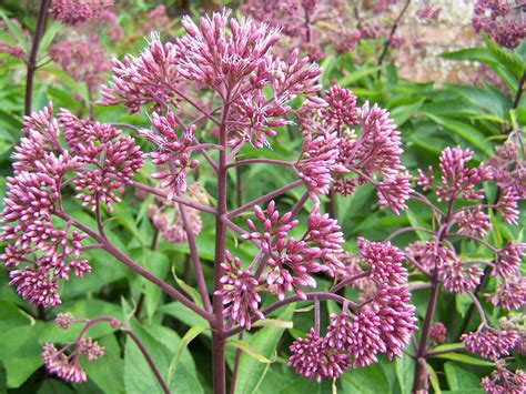 Eutrochium purpureum - Sweet Joe Pye Weed | World of Flowering Plants