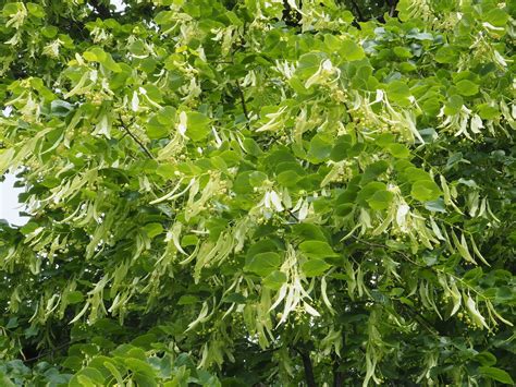 Tilia platyphyllos subsp. corinthiaca (Bosc ex K.Koch) Pigott | Plants ...