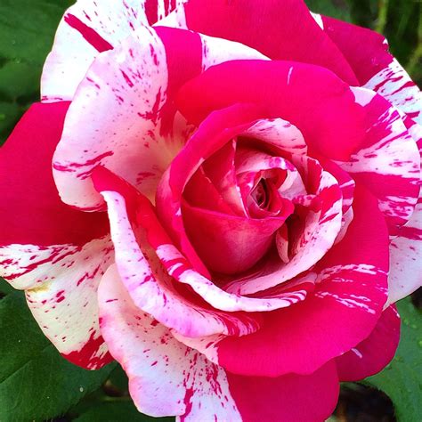 Roses On The Rise – Neil Diamond – Roses You’ll Want To Grow In 2015 ...