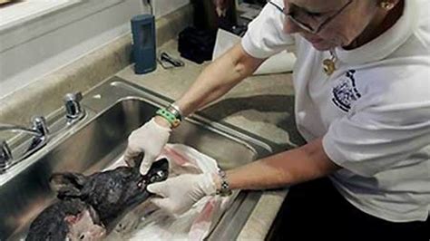 Recent Chupacabra Sightings | Fox News